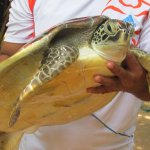 ����������� � ��������� ���-�����