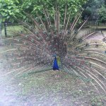 ������� ������� � ���������� ���������� "�������-����"