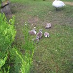 ������� ������� � ���������� ���������� "�������-����"