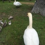 ������� ������� � ���������� ���������� "�������-����"